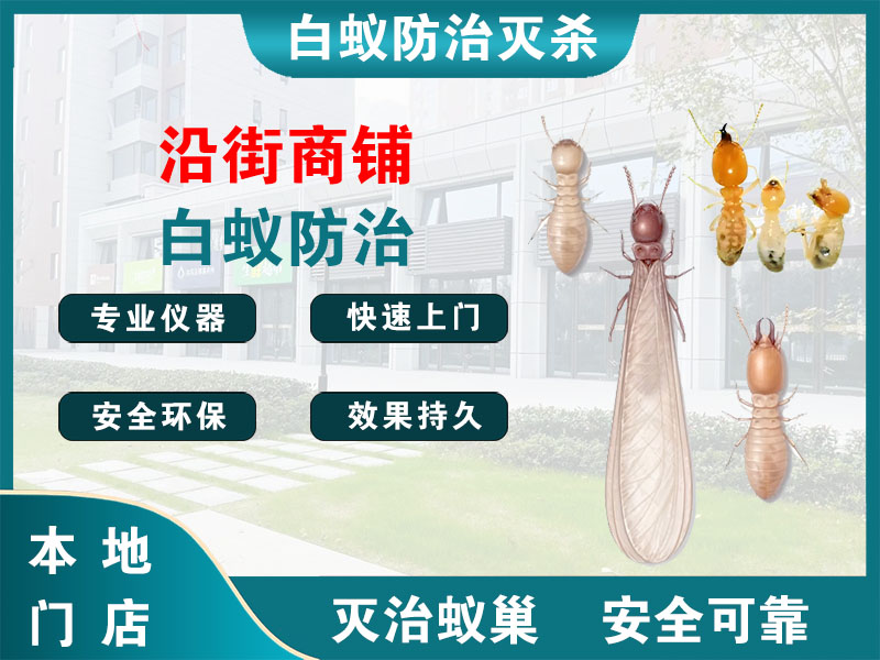 上城区沿街商铺白蚁防治