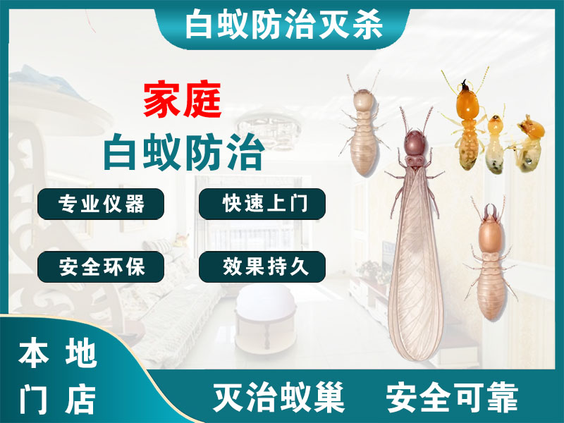 上城区家庭白蚁防治