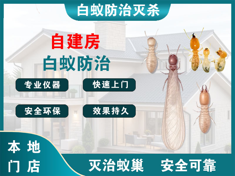 上城区自建房白蚁防治