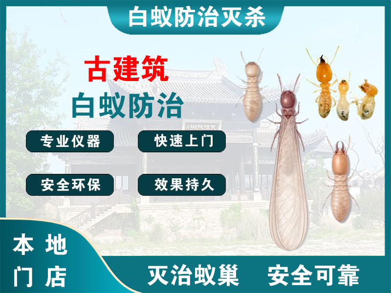 上城区古建筑白蚁防治