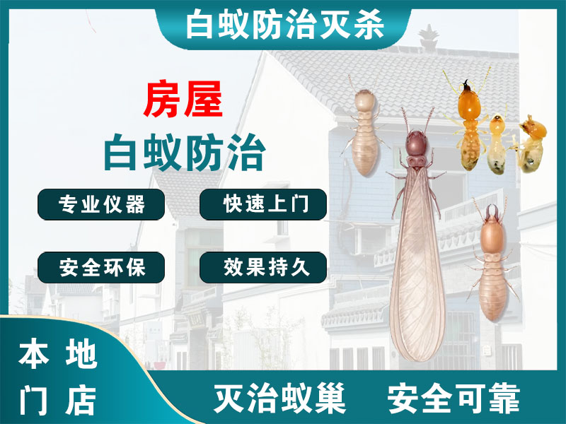 上城区房屋白蚁防治